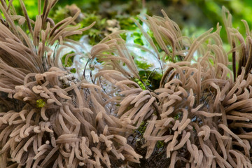 A group of slime mold