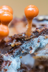 A group of slime mold