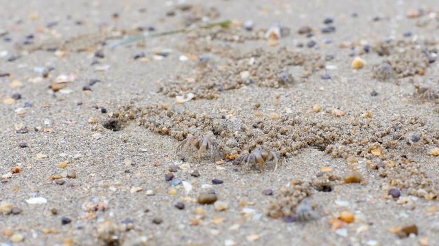 Group of Ghost crabs digging sand balls around burrow at tropical beach of Thailand.