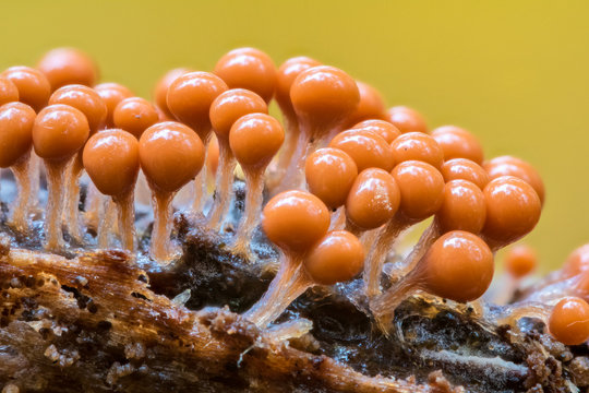 A group of slime mold