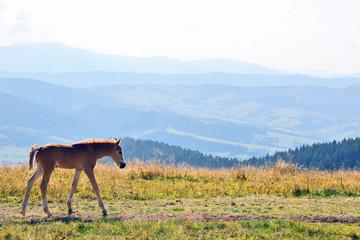 young horse against a mountain landscape