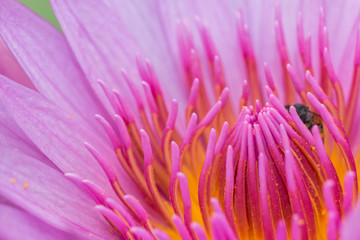 yellow pollen of pink lotus flower