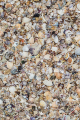 Seashells collection on the sand