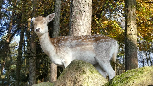 Damwild