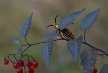 Hornet (Vespa) - stinging insects of the order Hymenoptera and the largest member of the genus of social wasps. As the insect, representing his family, Hornet has a wasp waist, striped abdomen, thin t