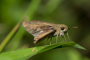 Rice Swift Butterfly