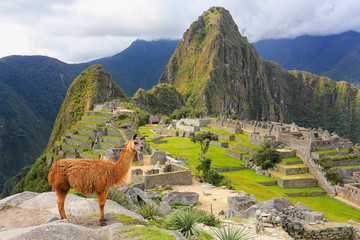 Llama standing at Machu Picchu overlook in Peru - obrazy, fototapety, plakaty