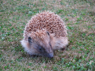 Obraz premium Hedgehog on grass