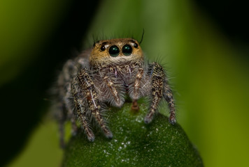 Macro of a jumping spider (Hyllus semicupreus, Family : Salticidae)