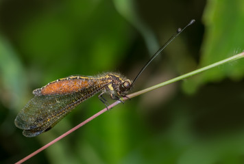 Owlfly insect (Ascalaphidae) © sanjayd101