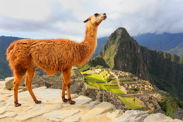 Llama standing at Machu Picchu overlook in Peru