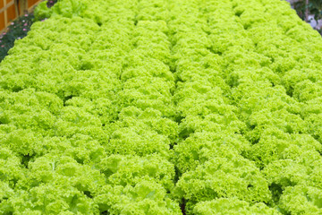 Fototapeta na wymiar vegetables grown using hydroponics in cameron highland, malaysia