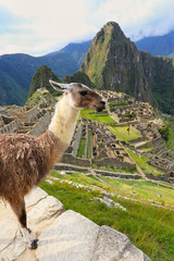 Llama standing at Machu Picchu overlook in Peru