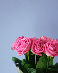 bouquet of pale pink roses on a blue background 3