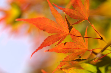 Japanese maple leafs