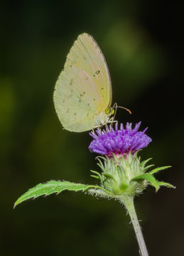 Common Grass Yellow Butterfly on a flower