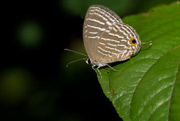 Fototapeta na wymiar Common Cerulean Butterfly perched on a green leaf