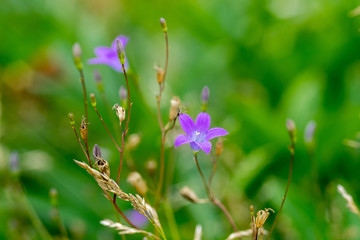 Close-up view on sunny lilac bluebell flower against blurred green background
