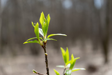 Spring buds with new leaves on branch against blurred background
