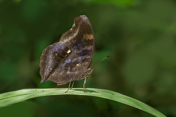 Chocolate Pansy Butterfly on a green leaf with smooth green background