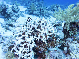 Coral reef  in tropical sea, underwater