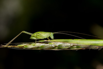 Bush cricket insect walking on a tiny branch