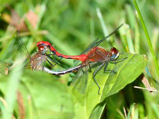 White-faced Meadowhawk Dragonfly