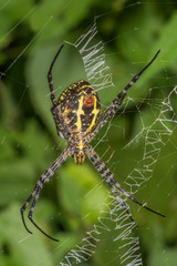 Big Signature Spider with its web
