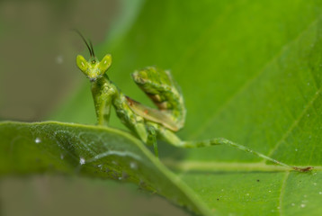 Praying Mantis (Mantodea)