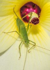 Bush Cricket insect inside a wild yellow flower