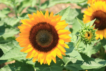 Naklejka premium ヒマワリ