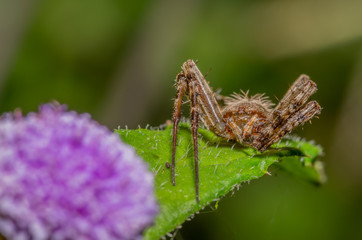 Spider along side a wild flower