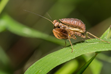 Nymph of a praying mantis insect