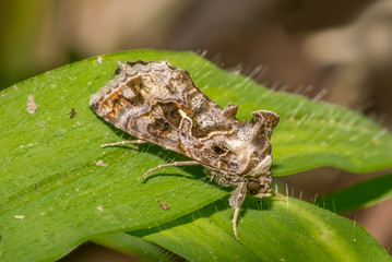 Unknown moth on the green leaf