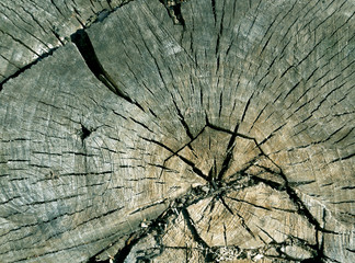 Cyan toned old tree cut surface.