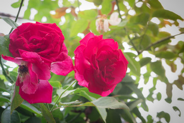 Pink roses bush in the garden