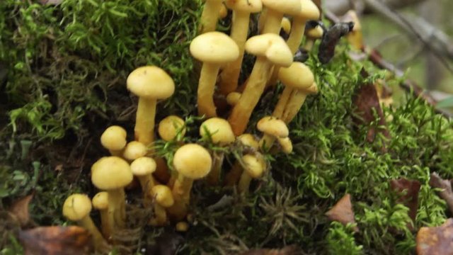 The family of honey agaric (Armillaria)  growing among moss in autumn forest