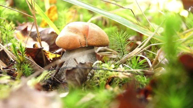 Boletus (Leccinum) with an orange hat grows among moss, dry leaves and branches in the autumn forest.