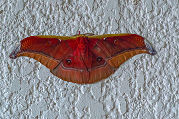 a resting moth