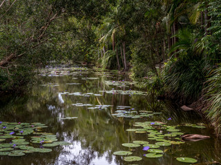 Forest - east coast Australia near Byron Bay