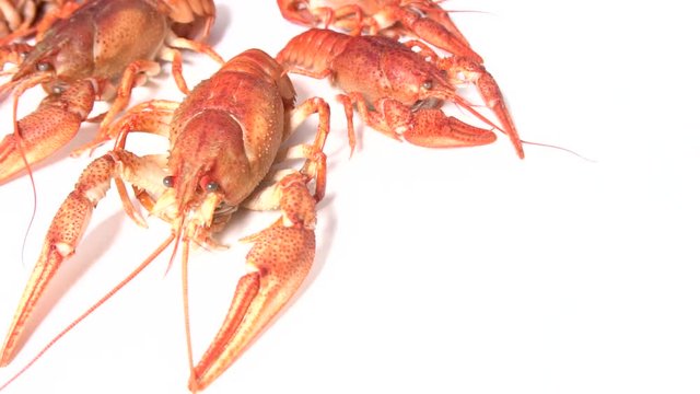 Cooked red crawfish