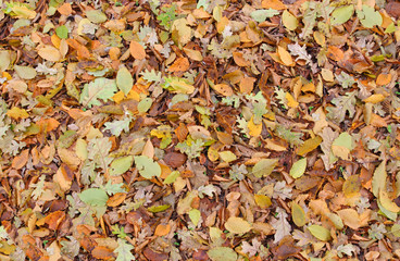 fallen autumn foliage abstract texture background