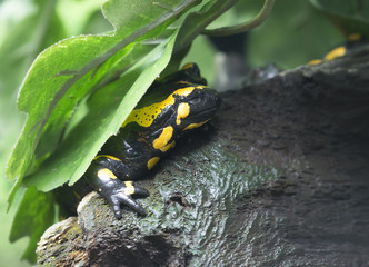 Огненная саламандра