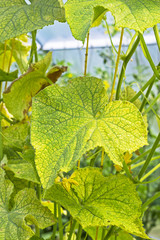 The damaged leaves of cucumber spider mite ( Tetranychus urticae )