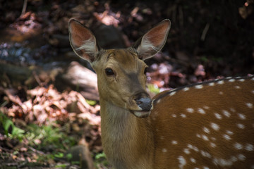 Sika deer looking ahead.