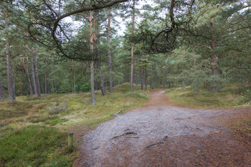 Waldweg bei Prerow 