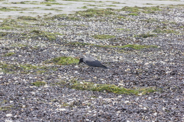 Nebelkrähe sucht am Strand nach Futter