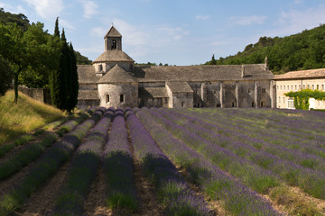 Senanque Abbey and lavender field , Provence, France
