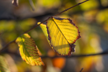 yellow fall leaf close up