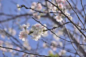 秋に咲く桜